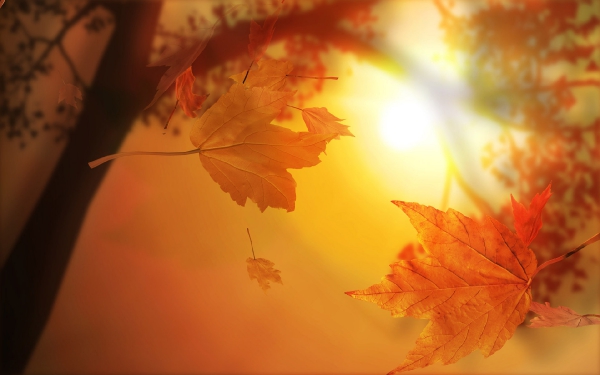 Осенние листья на закате