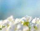 white flowers with blue background