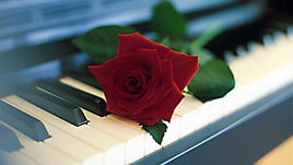 Красная роза на рояле