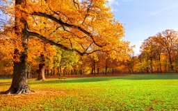 Осенняя лужайка