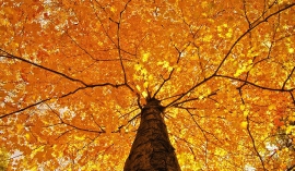 Осенняя крона дерева