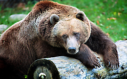 Медведь с бревном